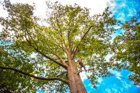 South Euclid, OH Tree Services Company